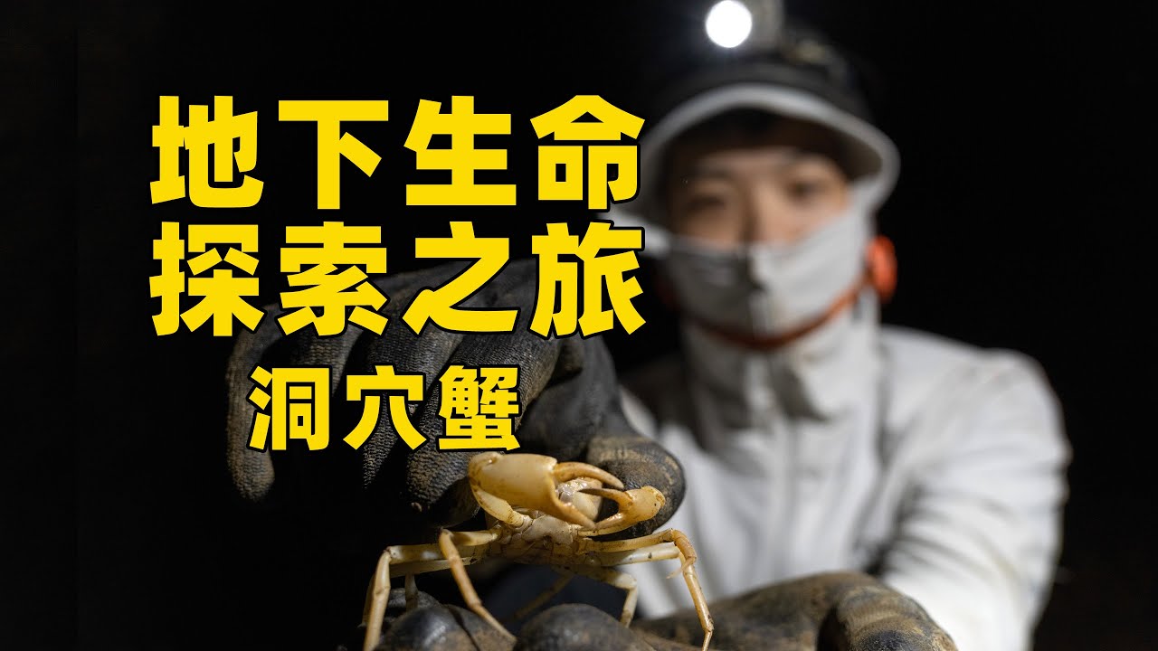极限科考，寻找洞穴深处的横行将军