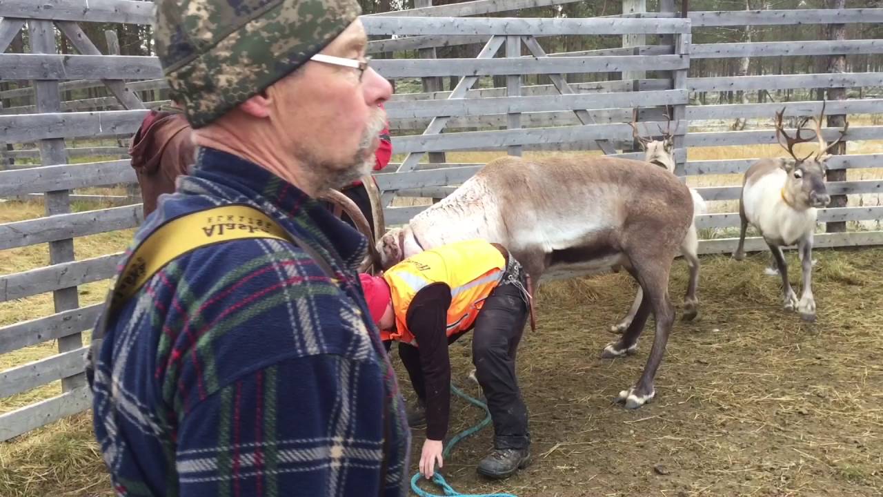Reindeer round-up in Sarasaari, Salla