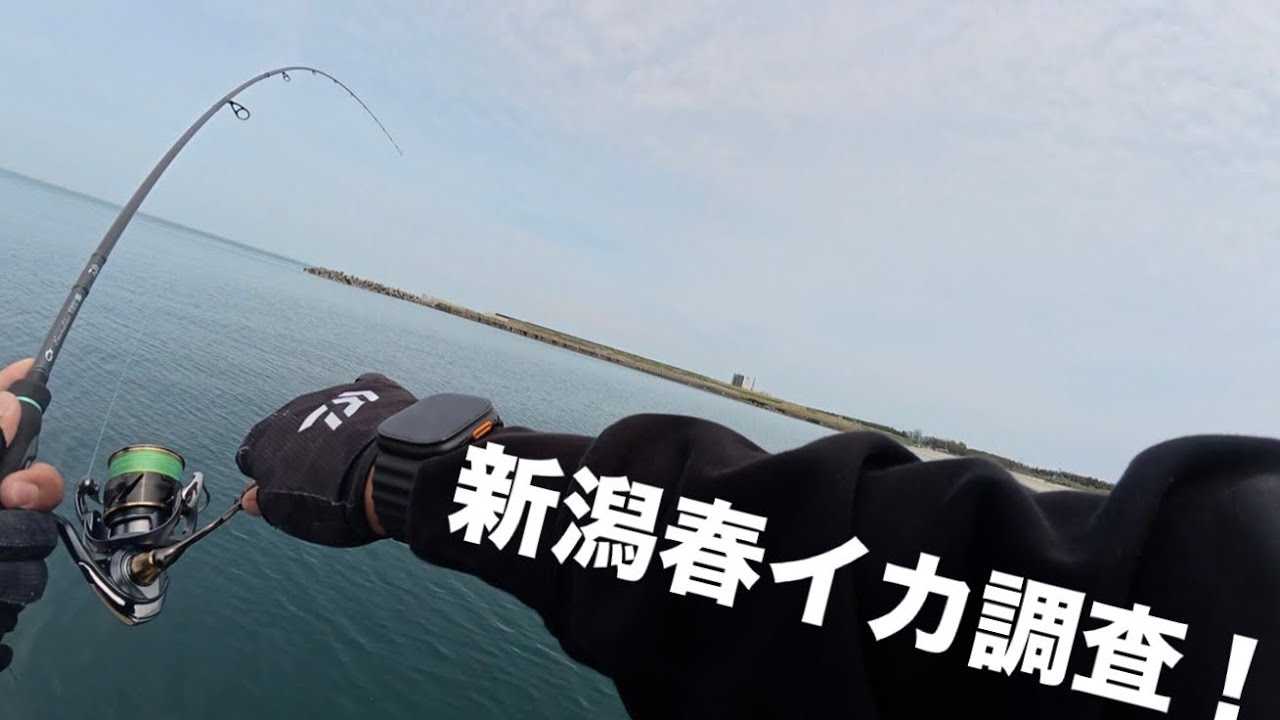 ［春イカ］激渋5月の新潟で春イカ調査！