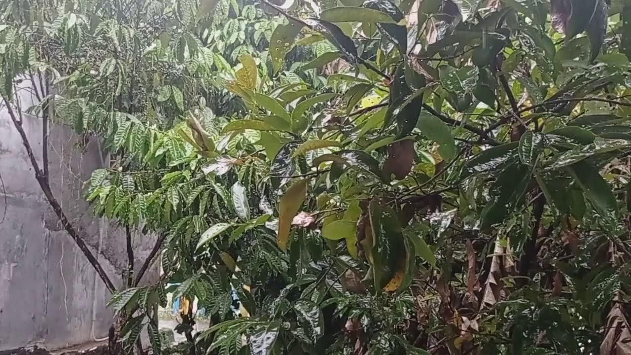 ASMR suara Hujan