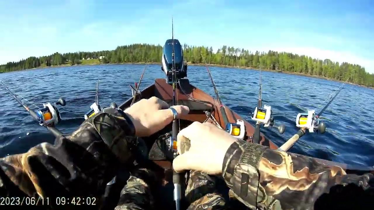 Tornionjoki Lohi muuttui isoksi taimeneksi. Tärpistä vapautukseen.