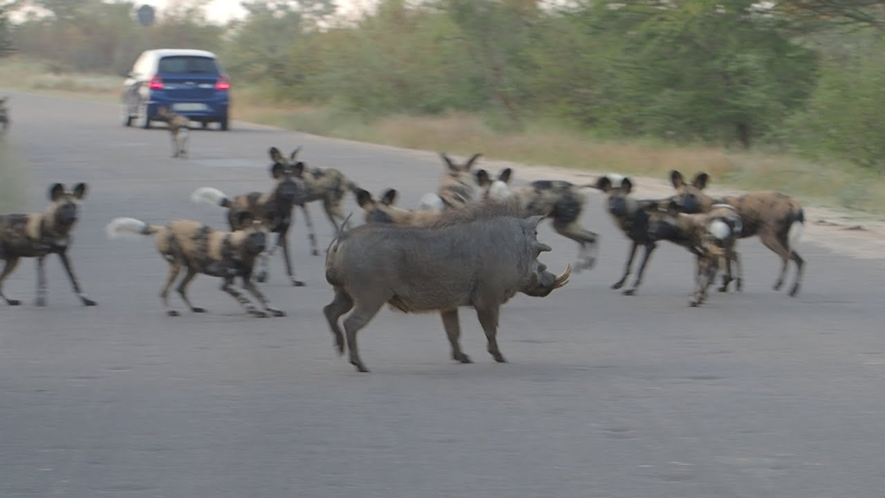 Wild Dog Compilation with Private Kruger Safaris in Kruger National Park