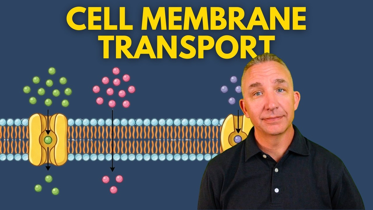 Cell Membrane Transport: Active vs Passive Transport