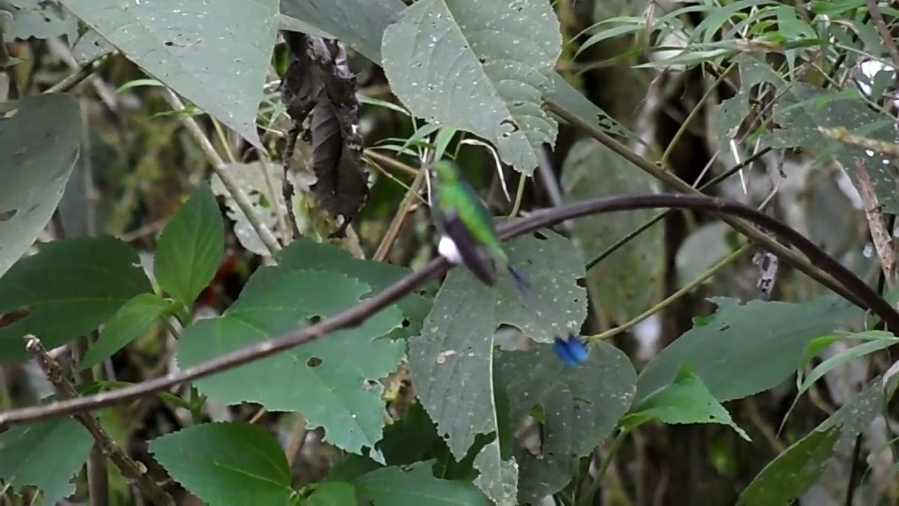 White-booted Racket-tail, Ocreatus underwoodii, Paz de las Aves, Ecuador, 28 Dec 2012 (2/2)