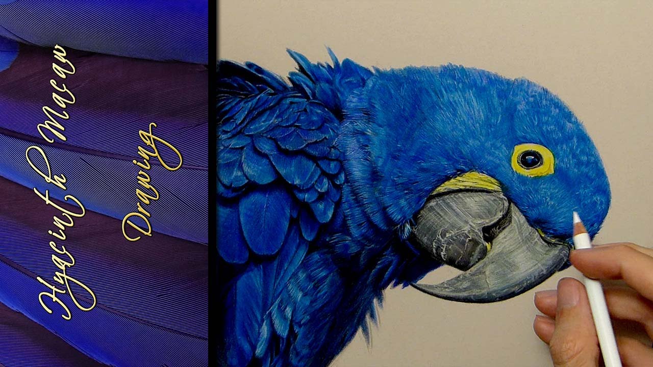 Hyacinth Macaw Drawing Realistic #Ambrojordiart