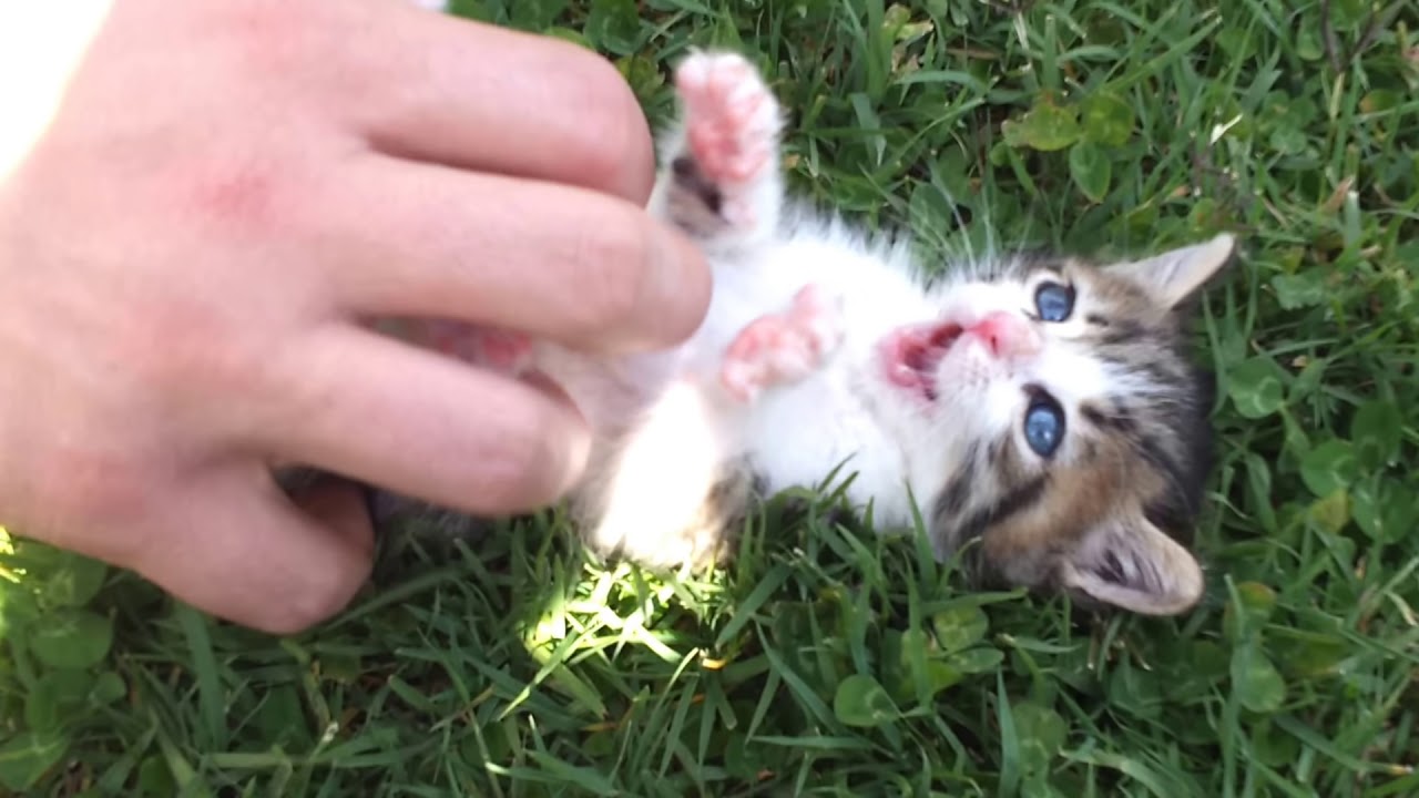 Gattino che ride come un bambino