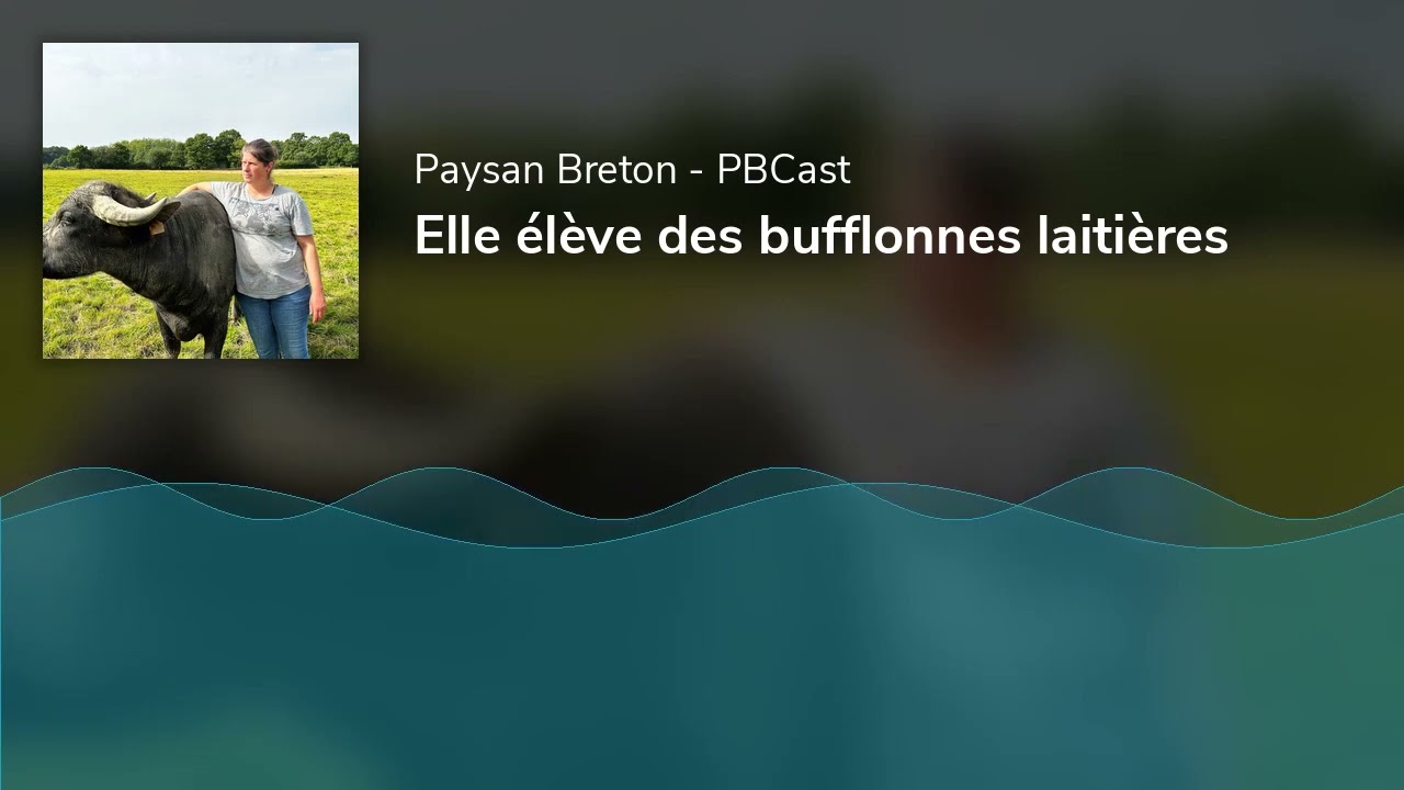 Elle élève des bufflonnes laitières
