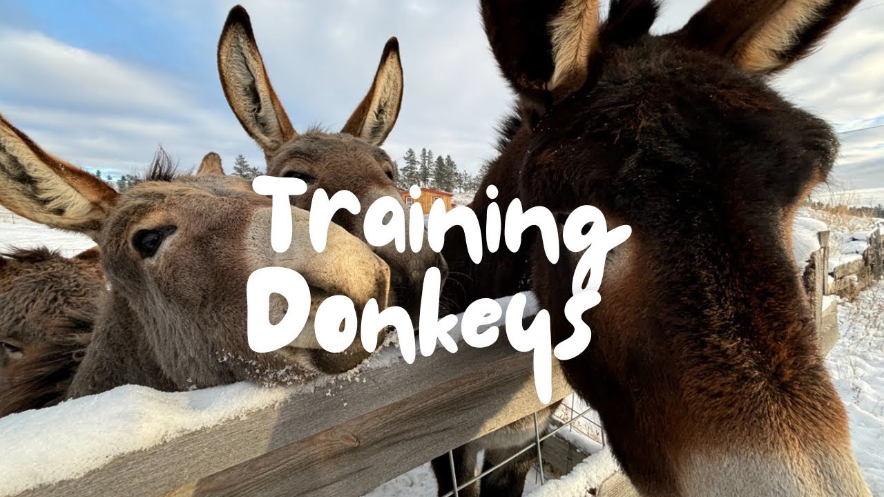 The Ultimate Guide to Training Donkeys (For Beginners)