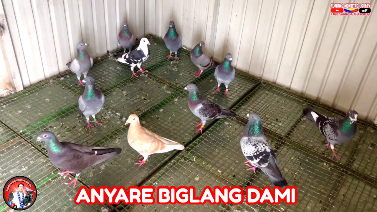 EP1183 ANYARE BIGLANG DAMI KALAPATI SA FLYERS LOFT AT WIDOWHOOD!