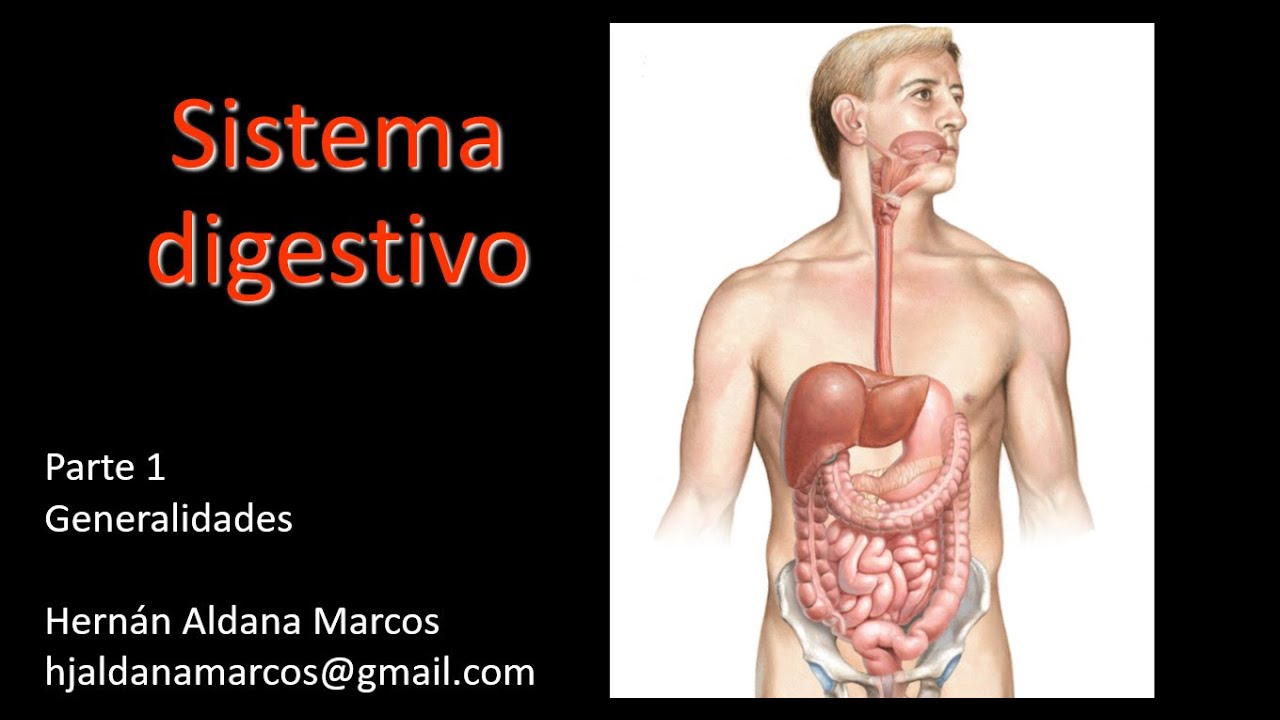 Sistema digestivo. Parte 1. Introducción sistema digestivo
