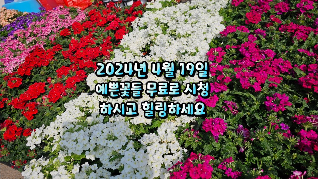 완연한 봄. 봄날씨인지 여름날씨인지 헷갈리는 더위에는 어떤 식물들이 입고 되었는지 함께 보러가시죠~~~  #양재꽃시장 #식물튜브 #월동 #관엽 #식물아빠