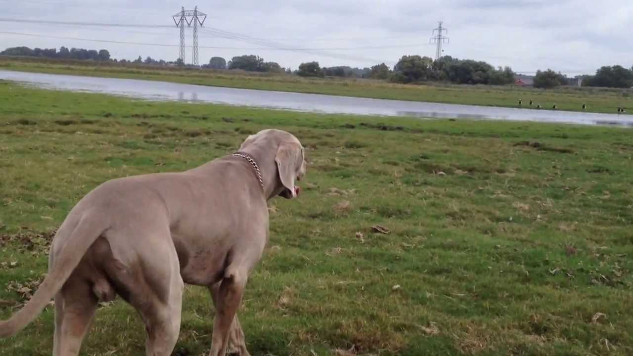Weimaraner sneak attack
