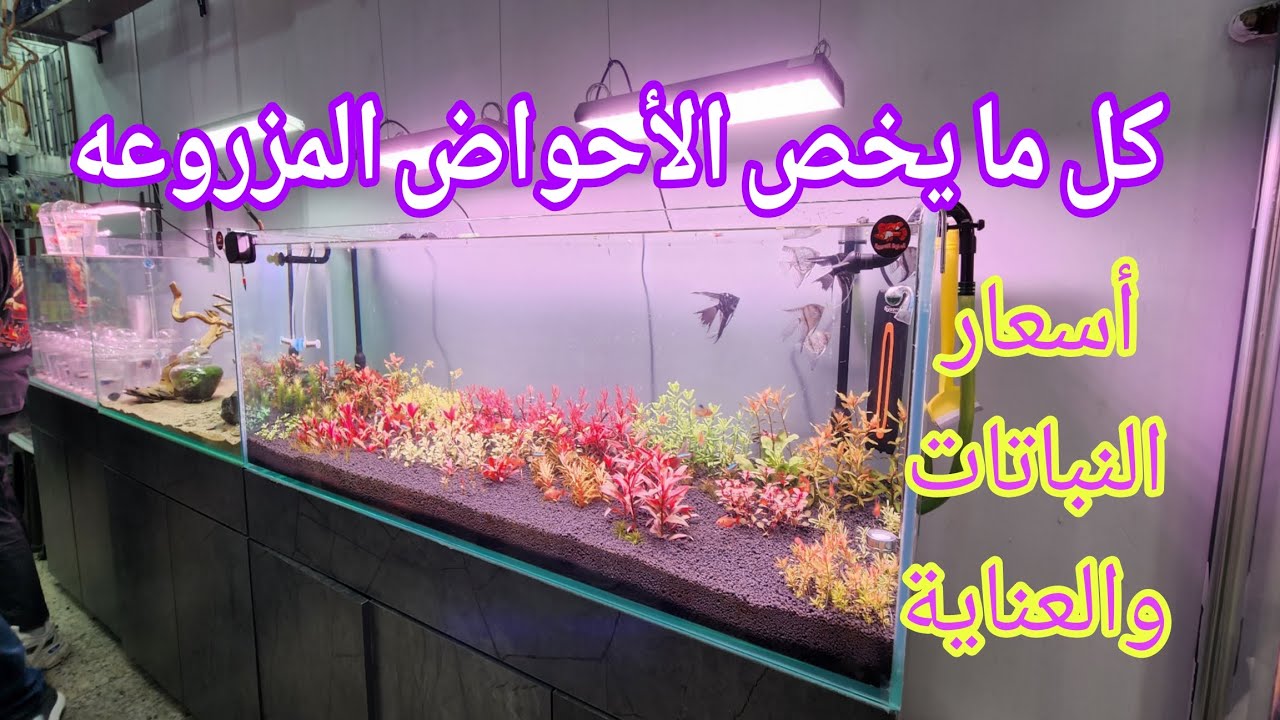تأثير النباتات المائية على صحة الأسماك أحواض الزينة
