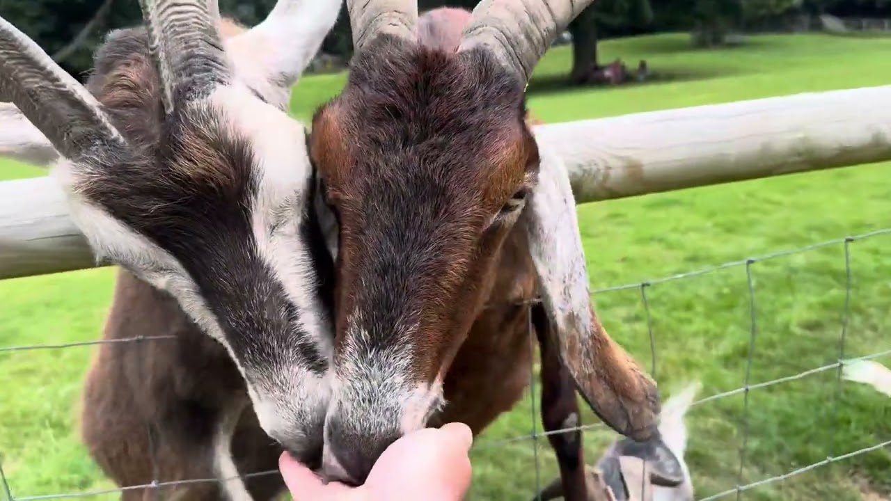 Buttercups Goat Sanctuary  -  Maidstone Kent. August 1st 2024