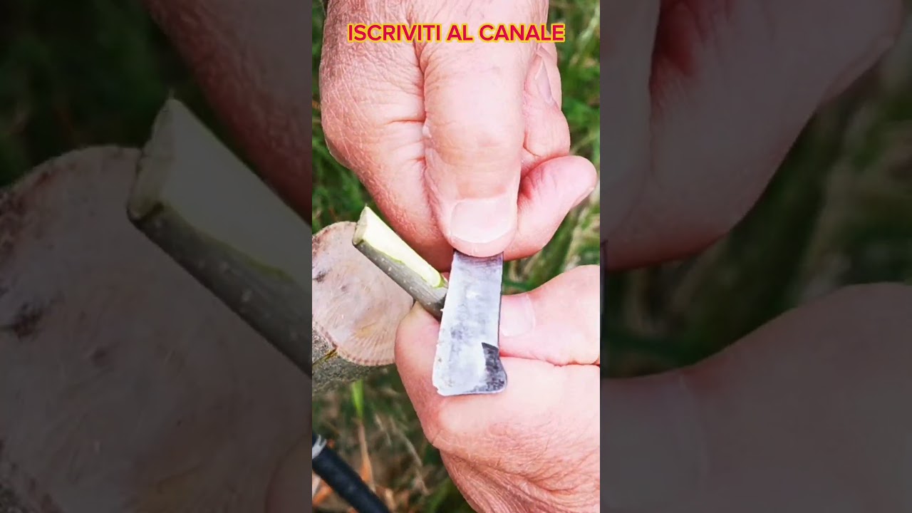 Innesto a corona di un ulivo