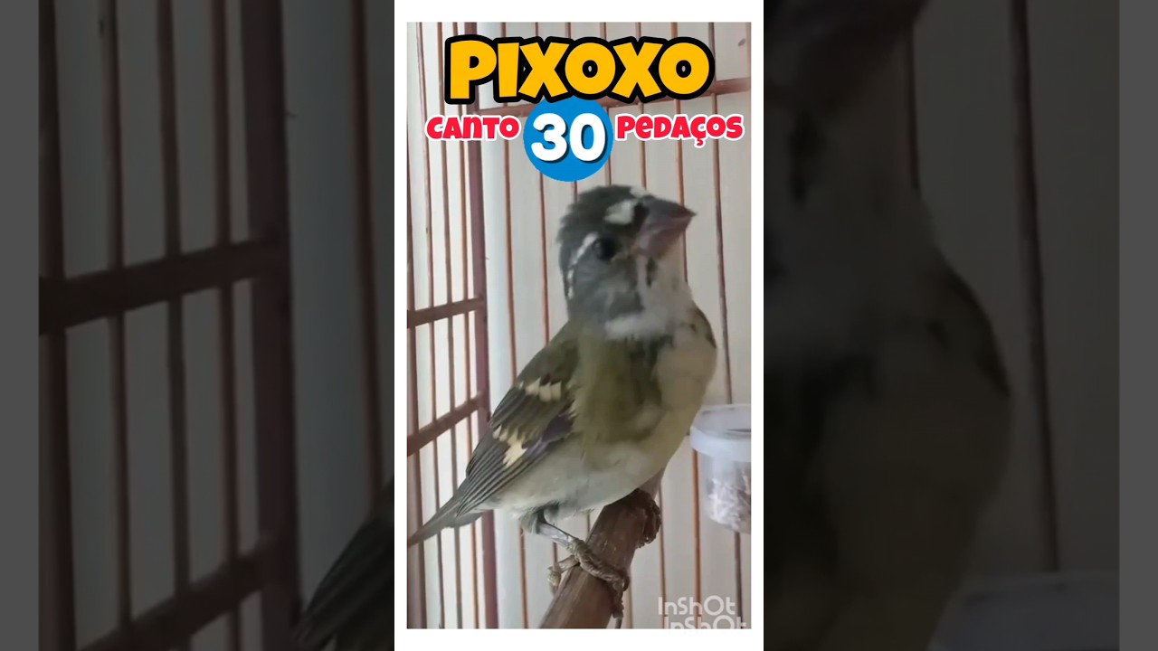 FENOMENAL ! PIXOXO CANTO 30 PEDA&Ccedil;OS ! !#pixoxo #coleiro #trincaferro