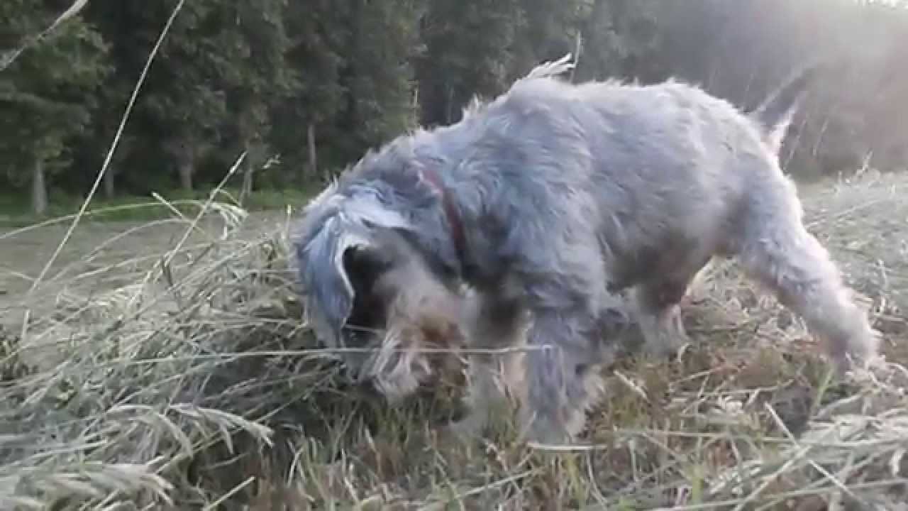 Miniature schnauzer hunting (12 years old)