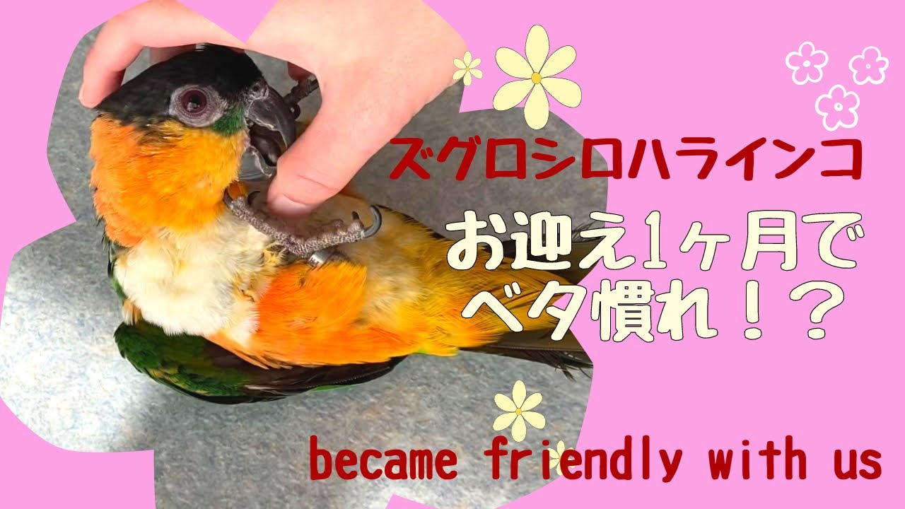ズグロシロハラインコお迎え1ヶ月でベタ慣れ！？ /My black-headed caique became friendly with us in a month