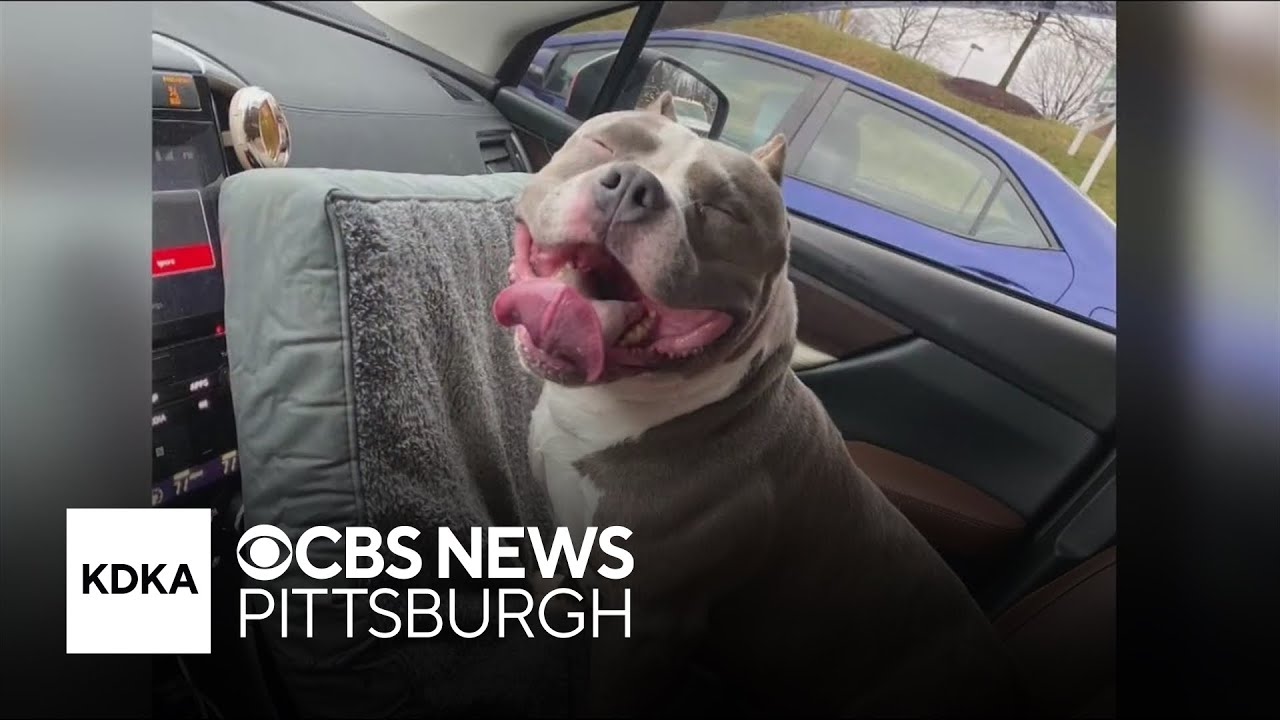 Man says Pennsylvania emergency vet euthanized his son's lost dog without trying to contact him
