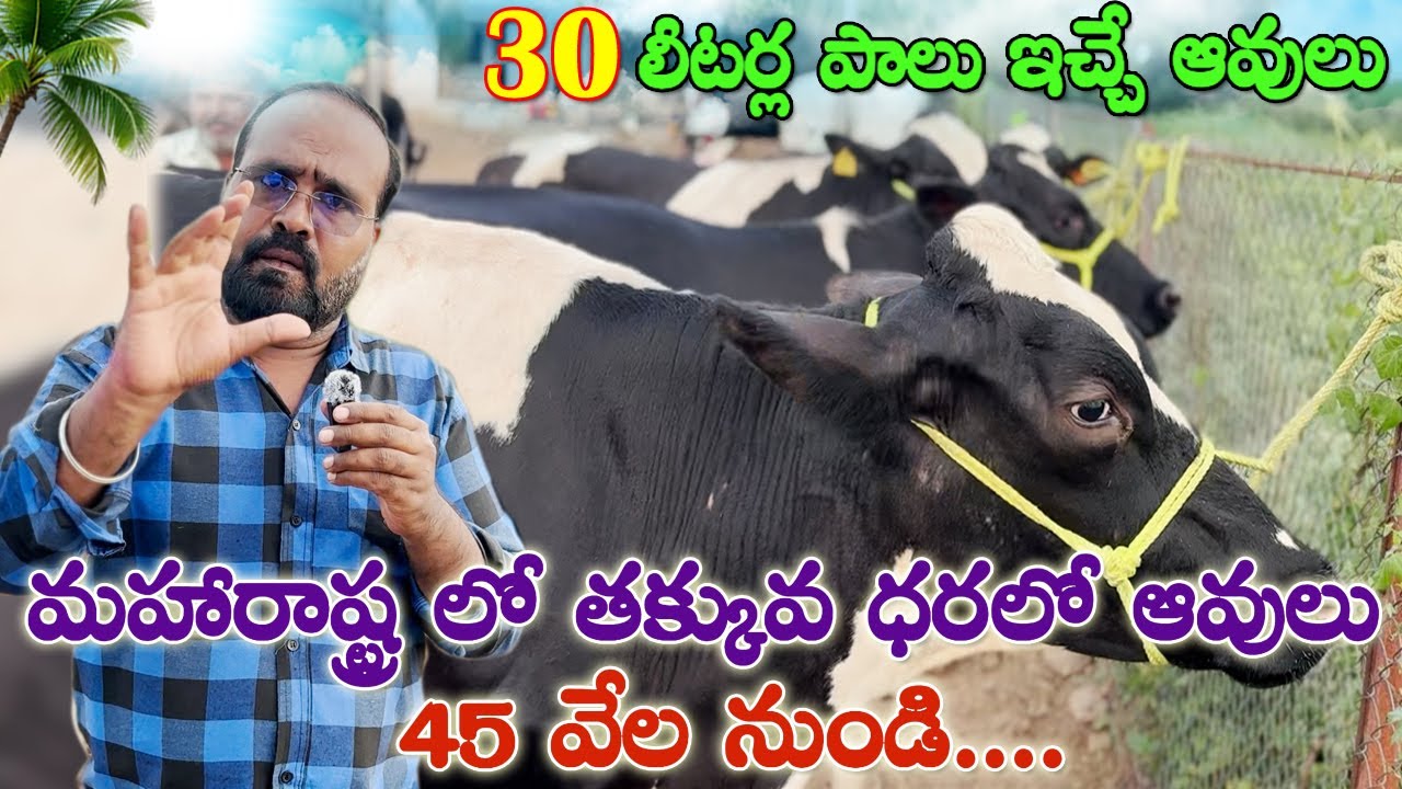 మహారాష్ట్ర లో తక్కువ ధరలో ఆవులు అమ్మకానికి కలవు| Cows for sale Low price |HF Cows sale | CBNews