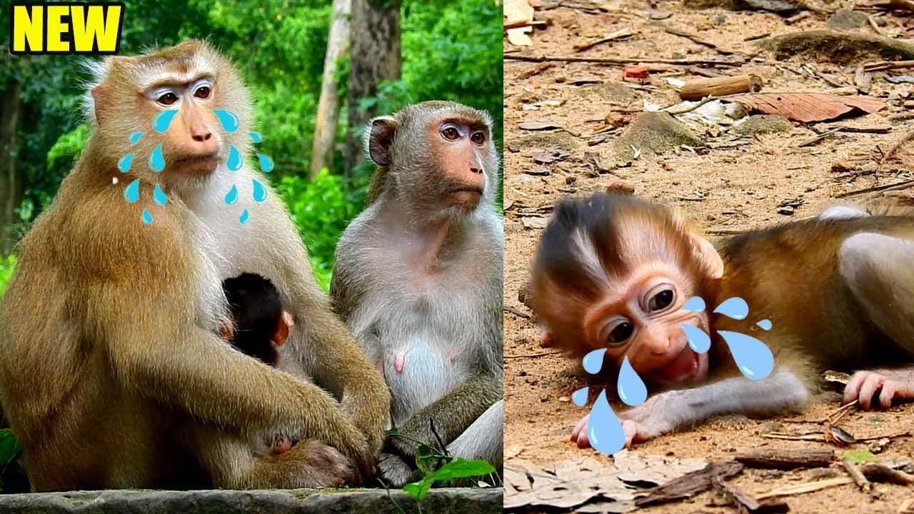 (16-08-22)MOM ROSE B-ROKE HER HEART COZ SHE SAW HER BB RAINBOW C-RIED SAD FOR MILK FROM LIBBY.