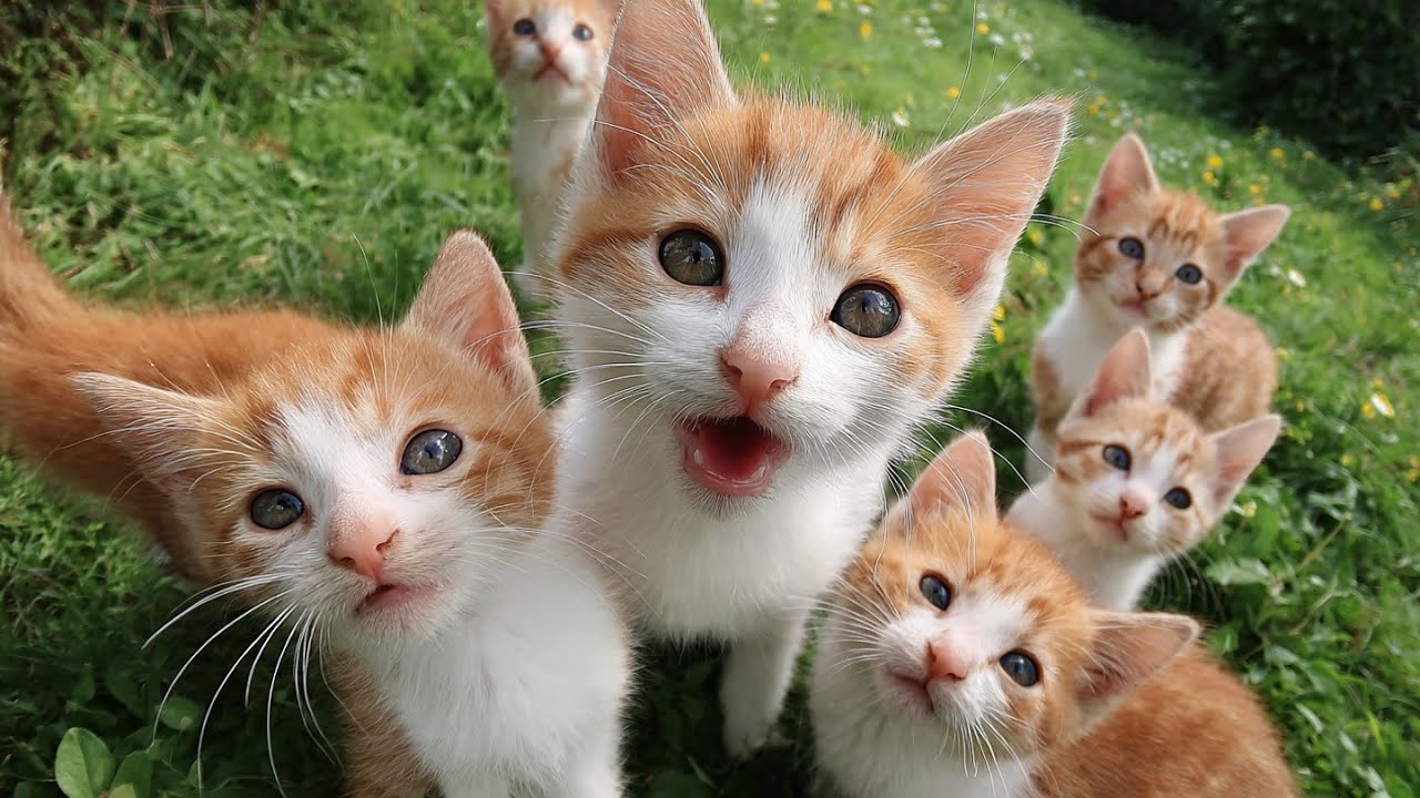 These Kittens Are Professional Paw Boxers 🥊🐱 | | Kitten vs. Mom’s Paw: The CUTEST Fight Of All Time!