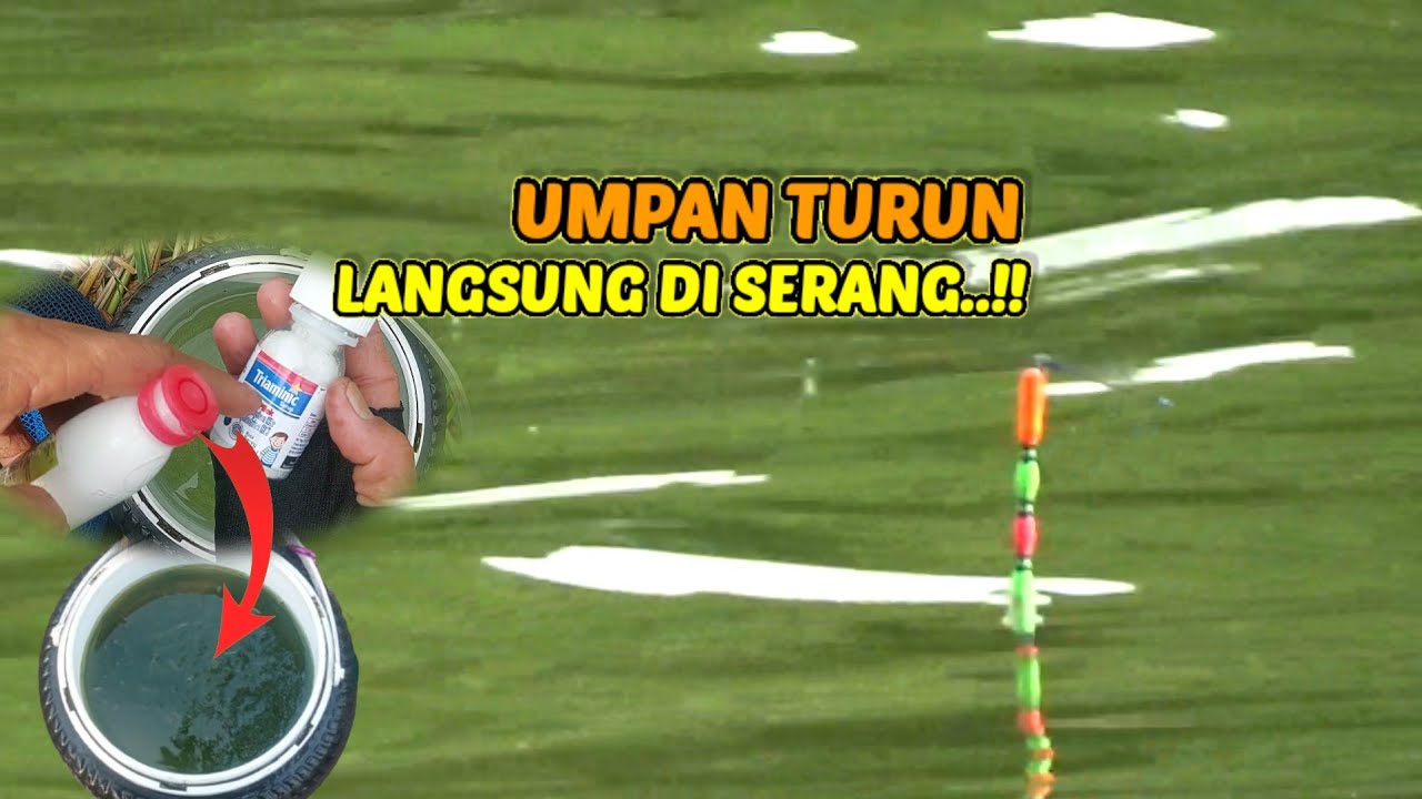 UMPAN DI SERANG HABIS²AN..!! Campuran lumut buat umpan mancing nila #umpanjitu 