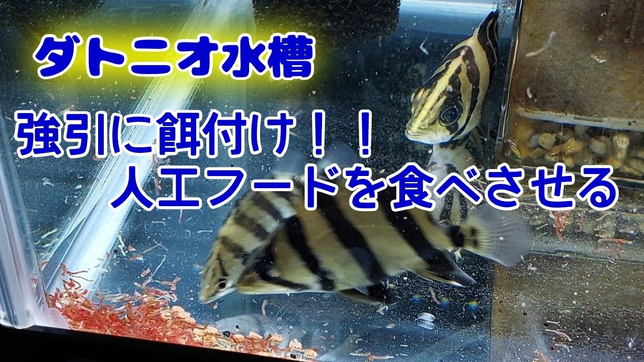 ダトニオに人工餌を食べさせる方法　腹に入れば一緒