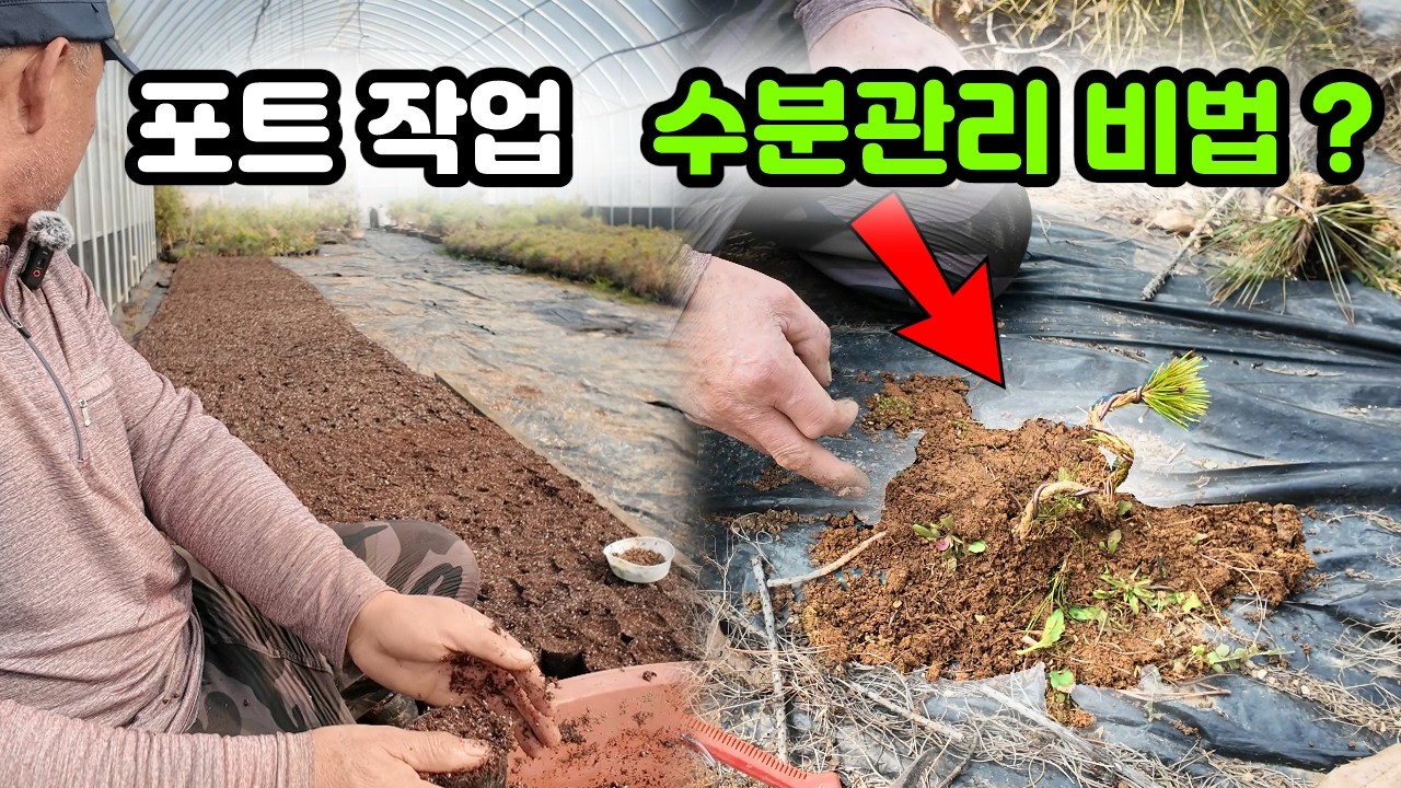 소나무 묘목 식재의 핵심! 황토 포트 작업과 수분 유지 노하우