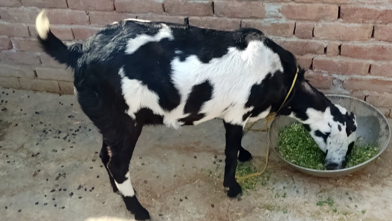 Kia Hamari Bakri Gabhan ha ?