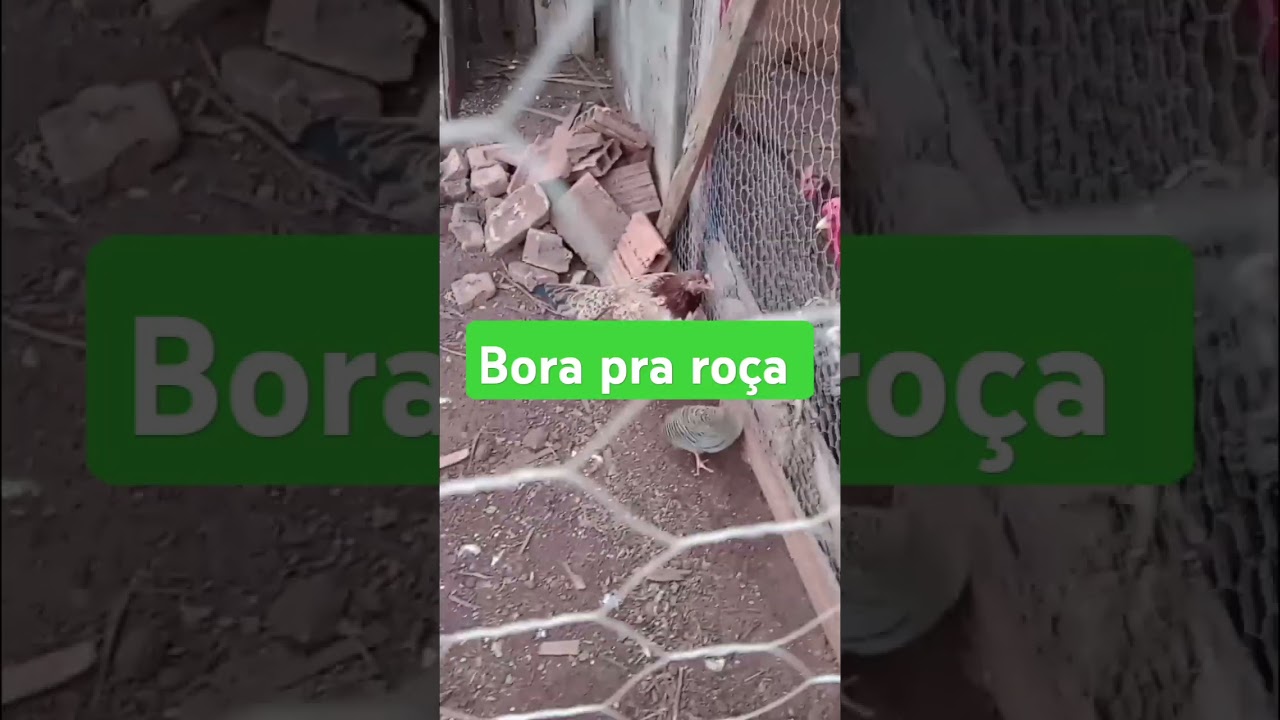bora pra ro&ccedil;a #sertanejobrasileiro #galinha #sitio