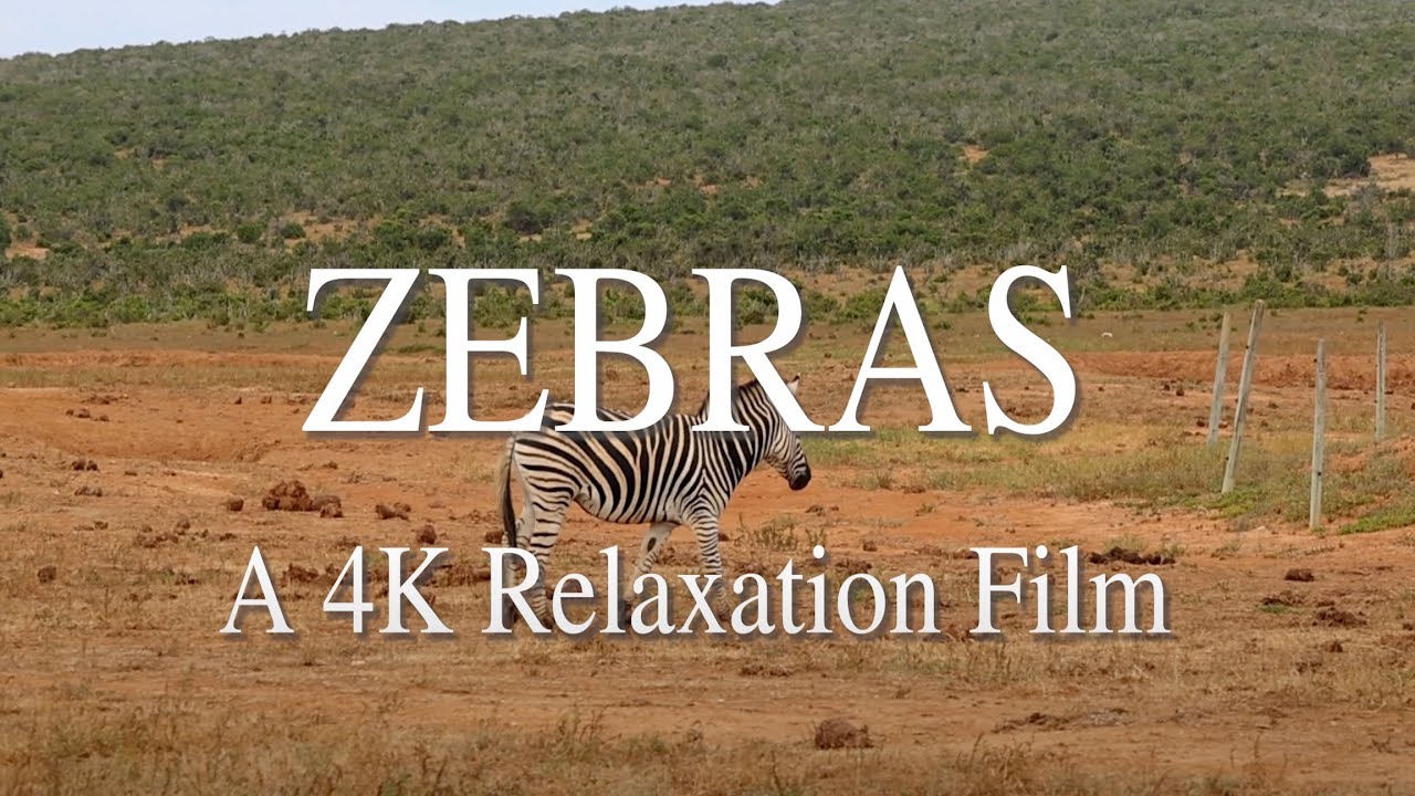 African Zebra In 4K- Relaxation Film with African Music