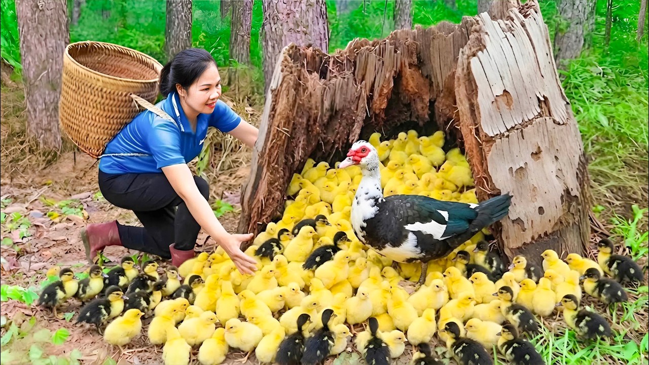 388 Days Harvesting Ducklings in Deep Forest & Go to Market Sell | Building new homes for wild ducks