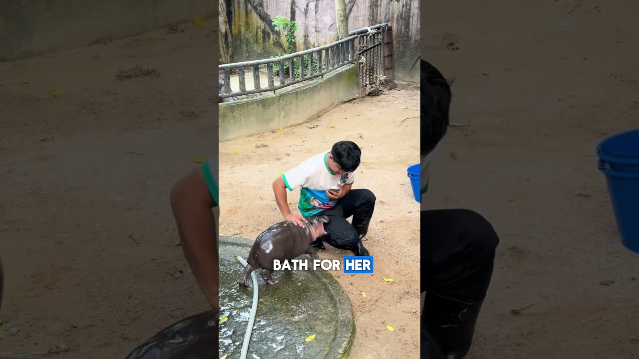Moo Deng in visiting hours | Cute Pygmy Hippo