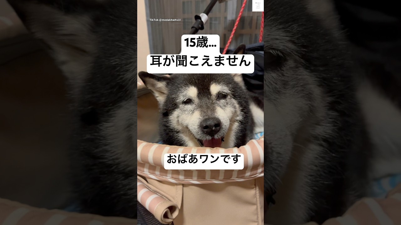 耳が聞こえないけど元気‼️ おばあ柴犬🐶　　　　#柴犬　#犬　#老犬　#シニア犬　#犬のいる暮らし
