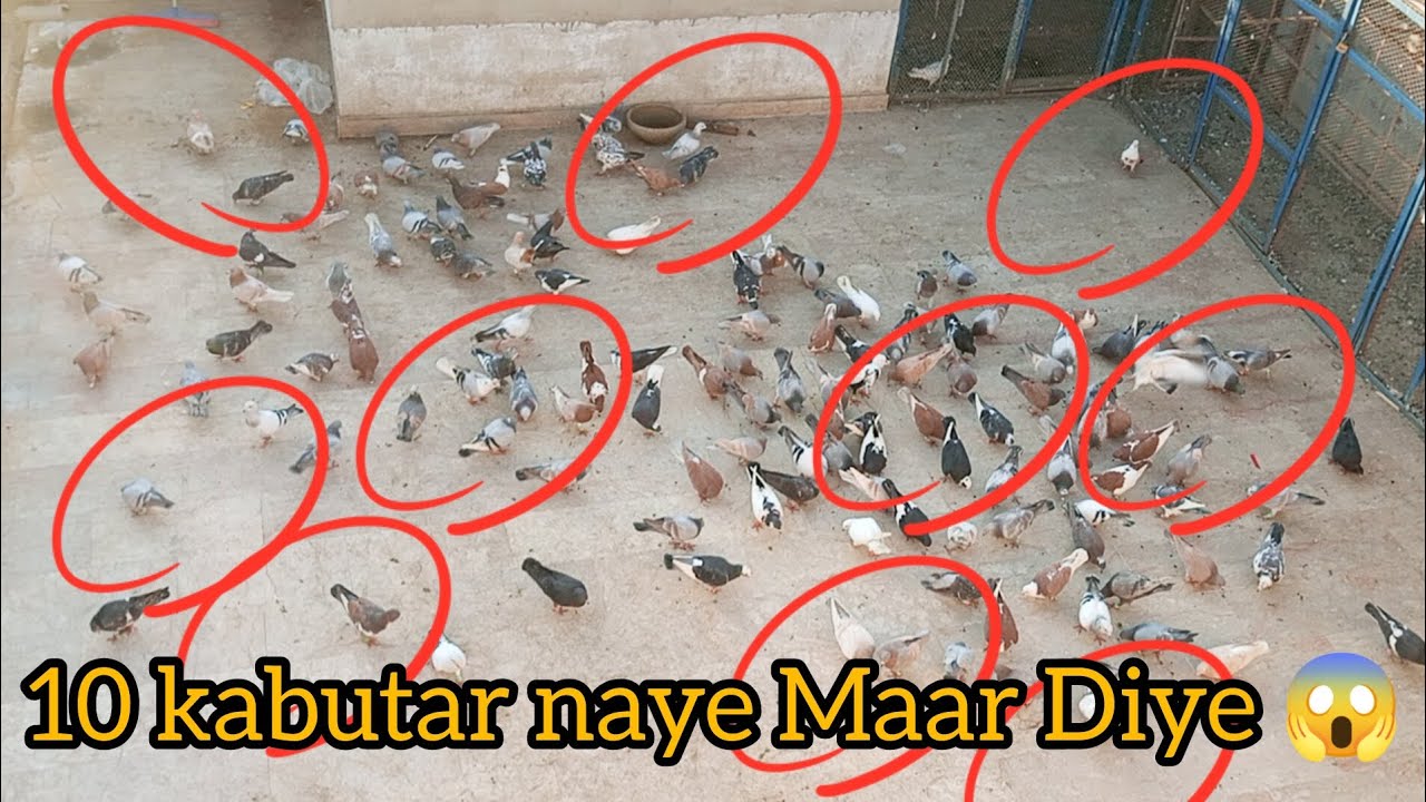 10 kabutar naya Mar diye bahi 😱😱🕊🕊
