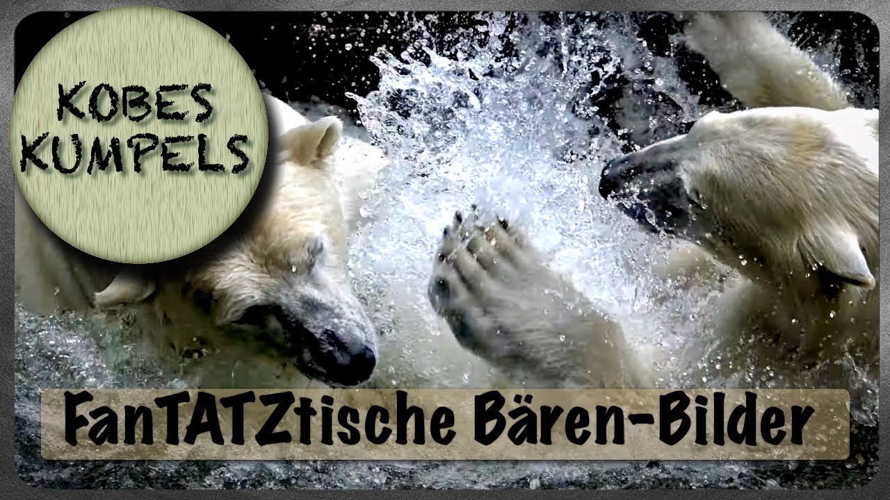 Eisbären-Kampf im Tierpark Berlin