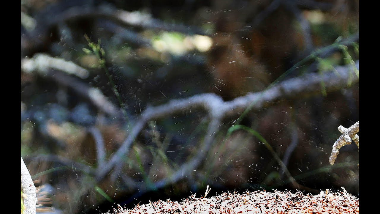 la projection d acide formique chez les fourmis des bois