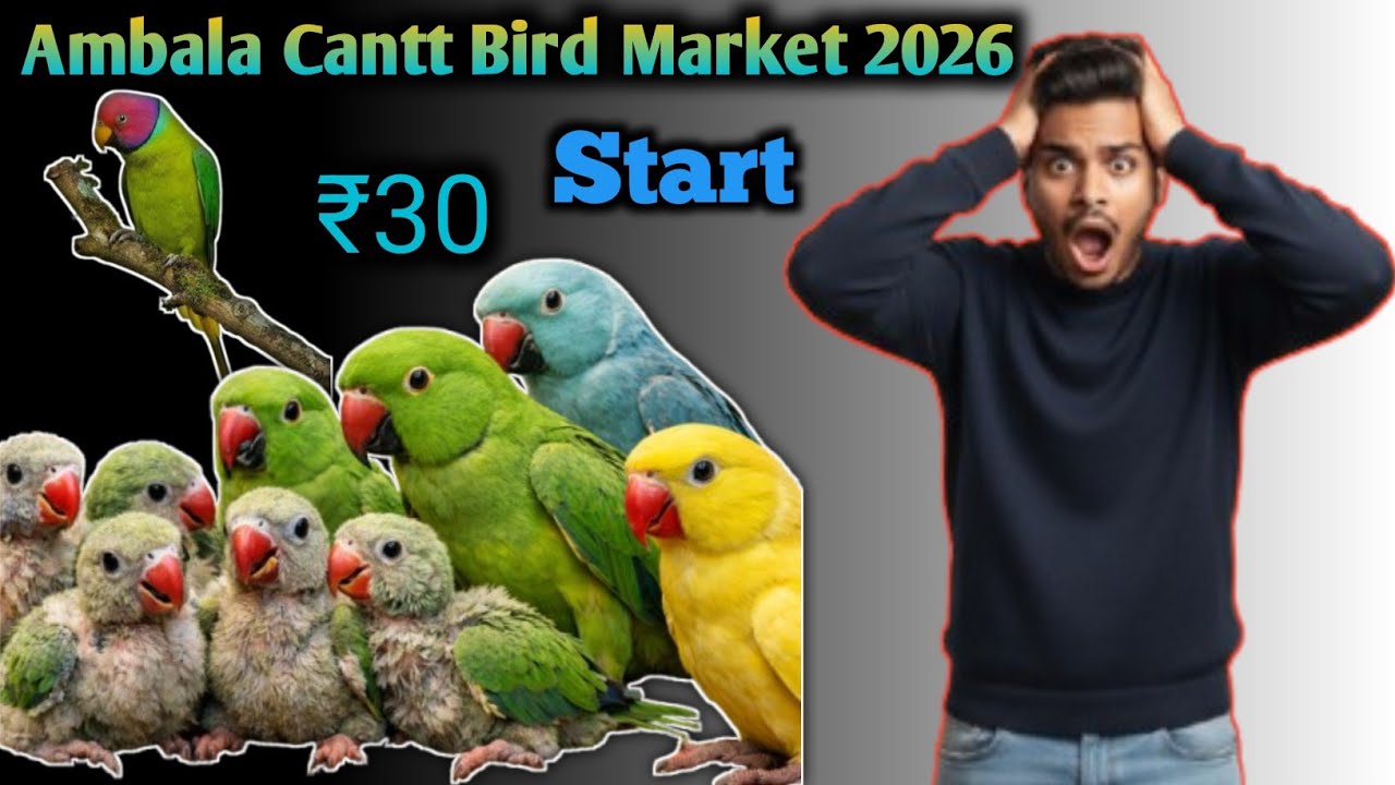 Cheapest Bird Market in Ambala Cantt 2026: Exotic Parrots Starting at [Price ₹30] 
