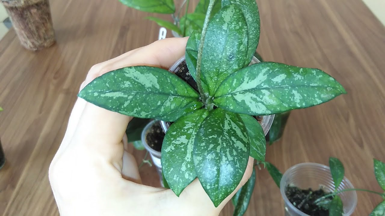 Новинки хой. Часть 4. Crassipetiolata splash, Irina, Minibelle splash, Griffithii silver.