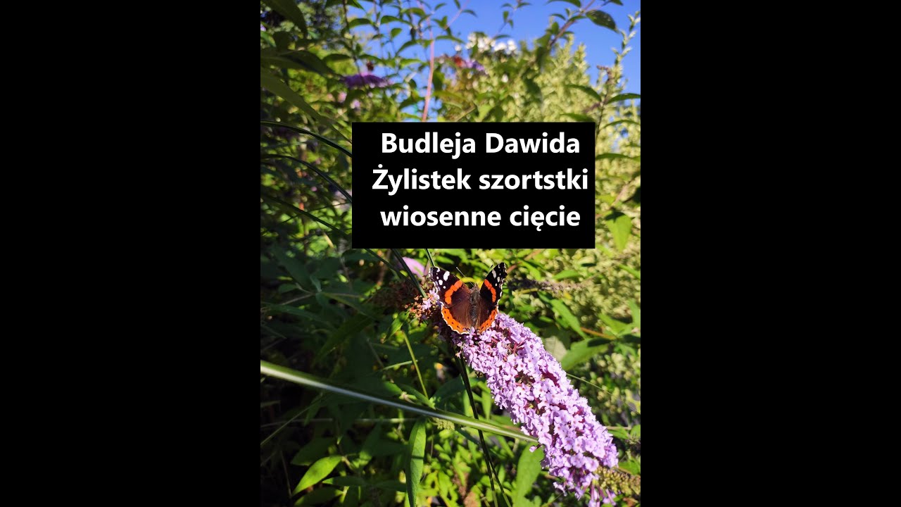 Wiosenne cięcie krzewów Budleja Davida Żylistek szorstki