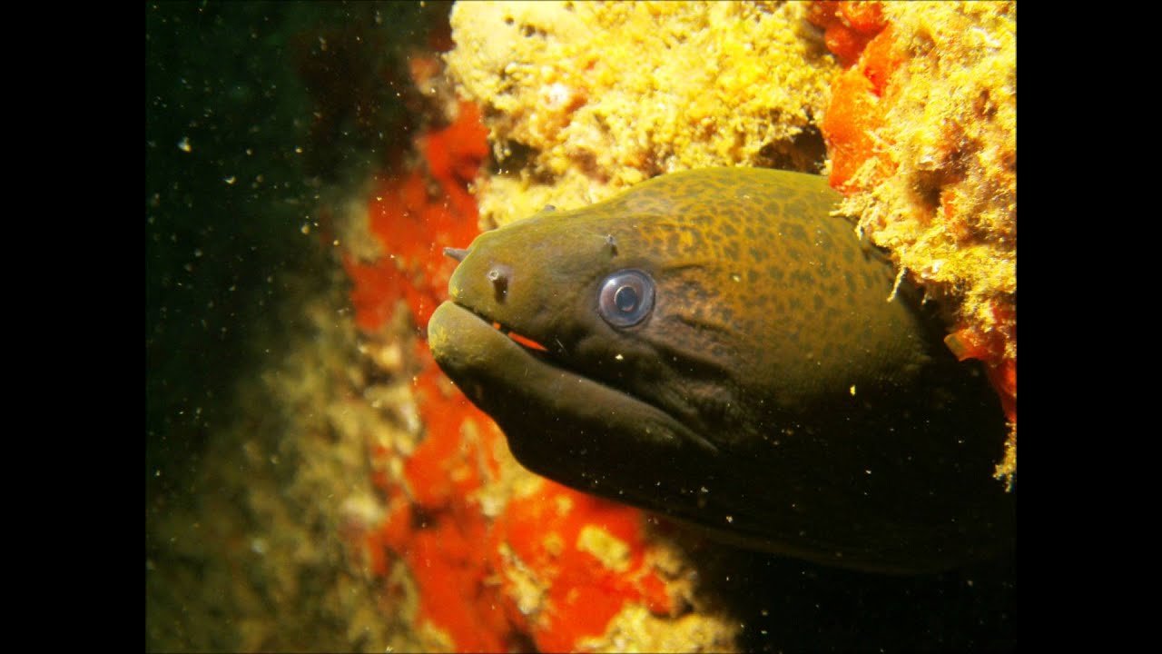 REEFS AND WRECKS OF SUBIC BAY PHILIPPINES.