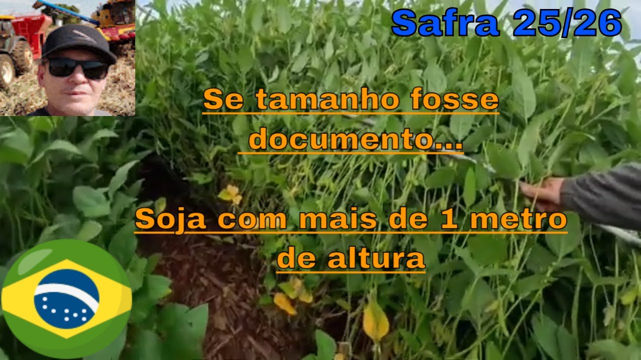 Soja safra 25/26, boas chuvas no inicio as plantas cresceram muito e agora estão sentindo a estiagem