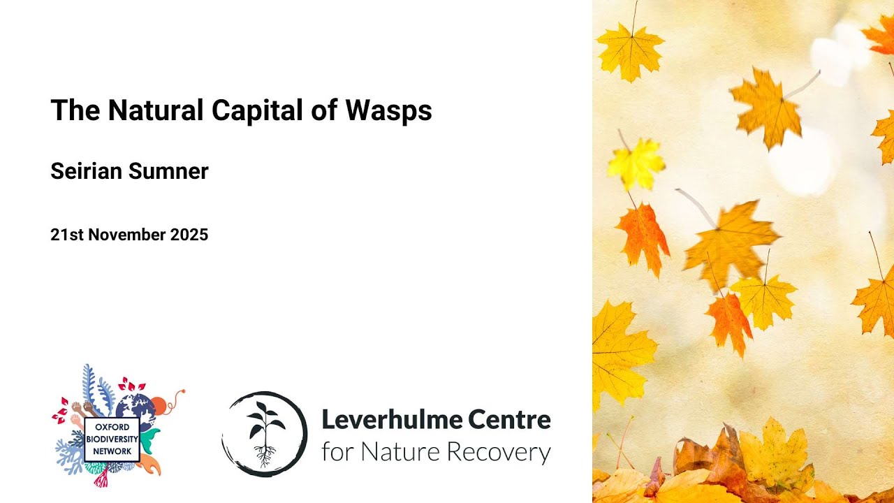 The Natural Capital of Wasps - Seirian Sumner,