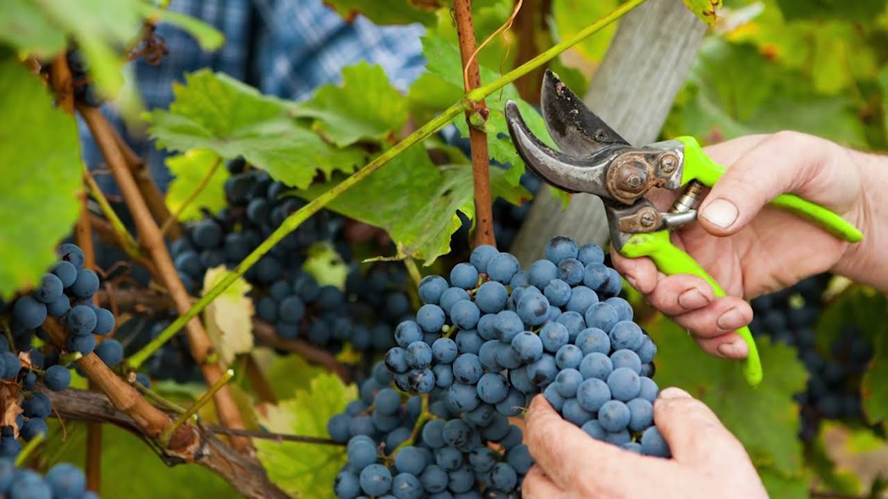 Autohtone vrste Srbije ep.1 -  Sorta grožđa Prokupac  - 07.02.2019.