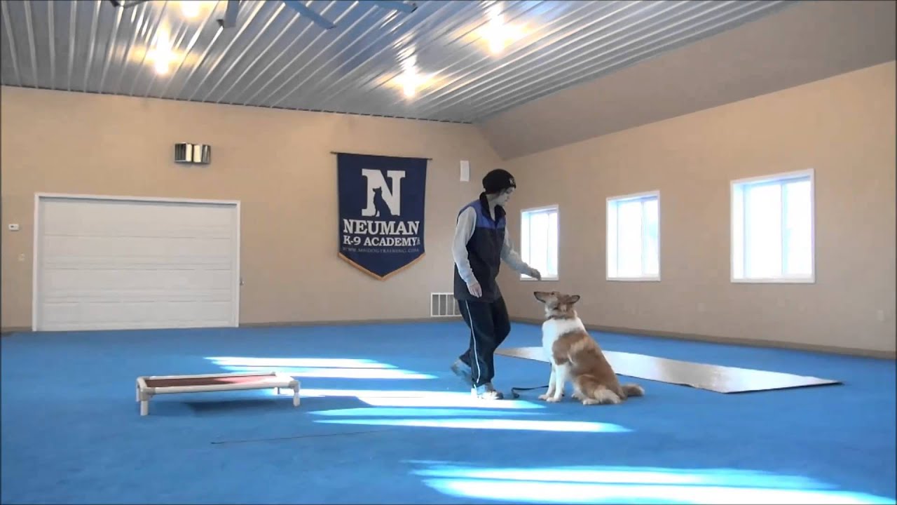 Rosie (Rough Coated Collie) Dog Training Boot Camp Video