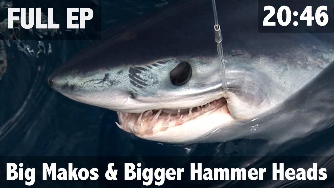 Shark Research Big Makos & Bigger Hammer heads