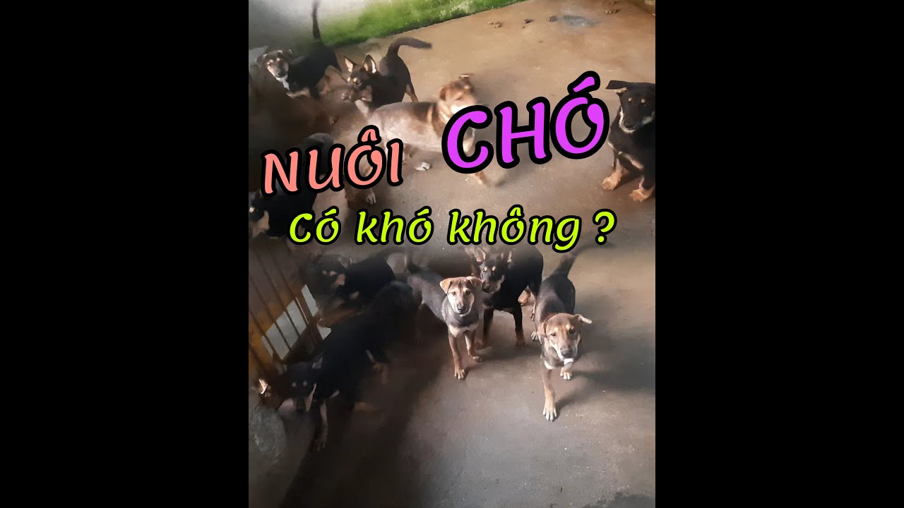 Nuôi chó cực kì dễ nếu biết điều này