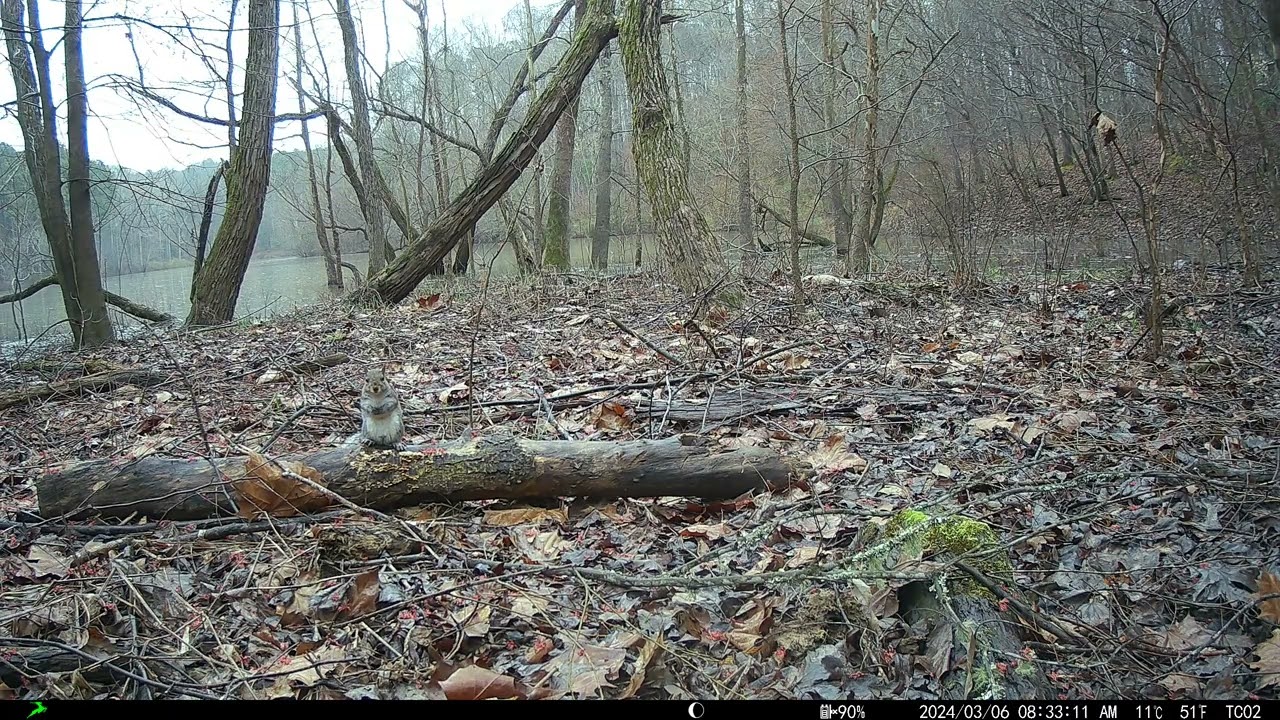 Trail camera by a lake, February 9-March 13, 2024