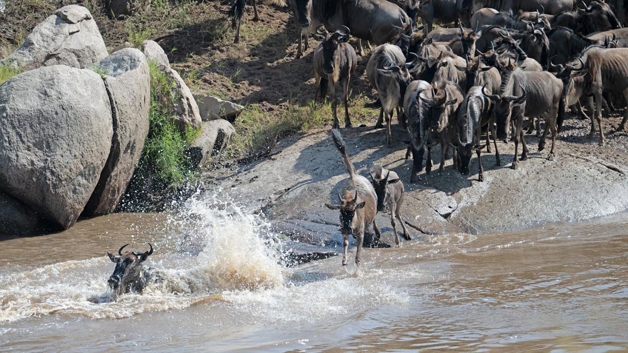 Wildebeest Migration across the Mara River at the Serengeti Nation Park in Tanzania
